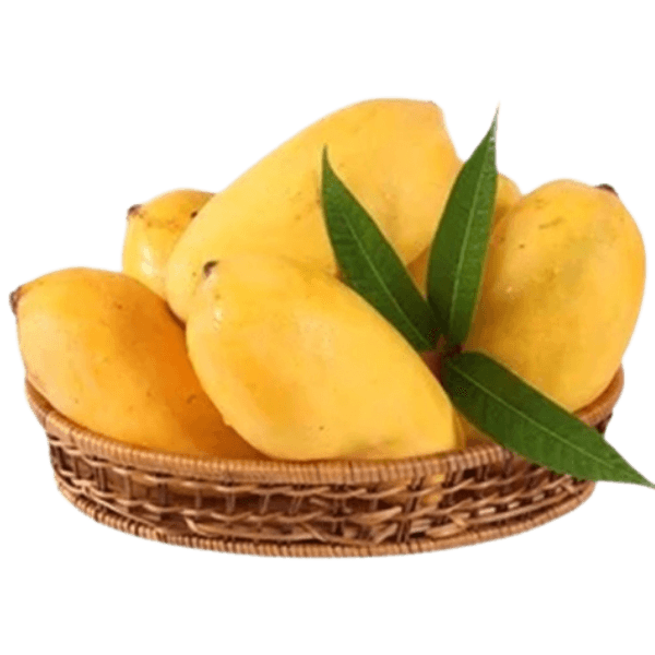 Fresh Pakistani mangoes in a basket ready for export