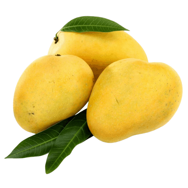 Fresh export quality Chaunsa mangoes from Pakistan with golden yellow skin
